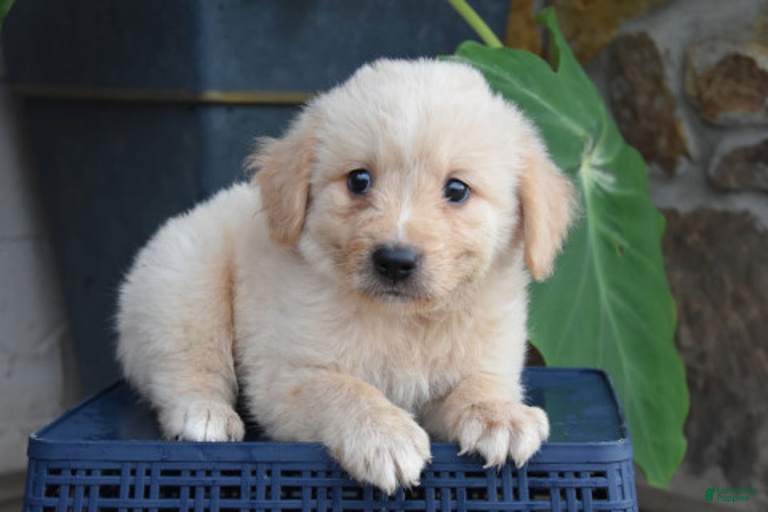 Miniature Bernese Mountain Dog dogs for sale: T Bone - Image 3