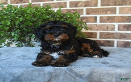 Cavapoo dogs for sale: Tessa - Image 1