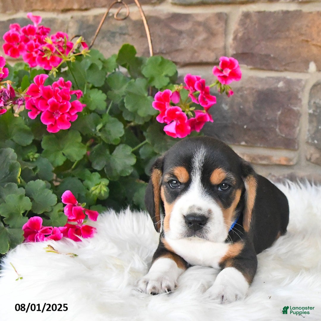 Beagle dogs for sale: Beagle 7 puppies - Image 20