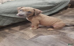 American Bully dogs for sale: Big Hoss - Image 61