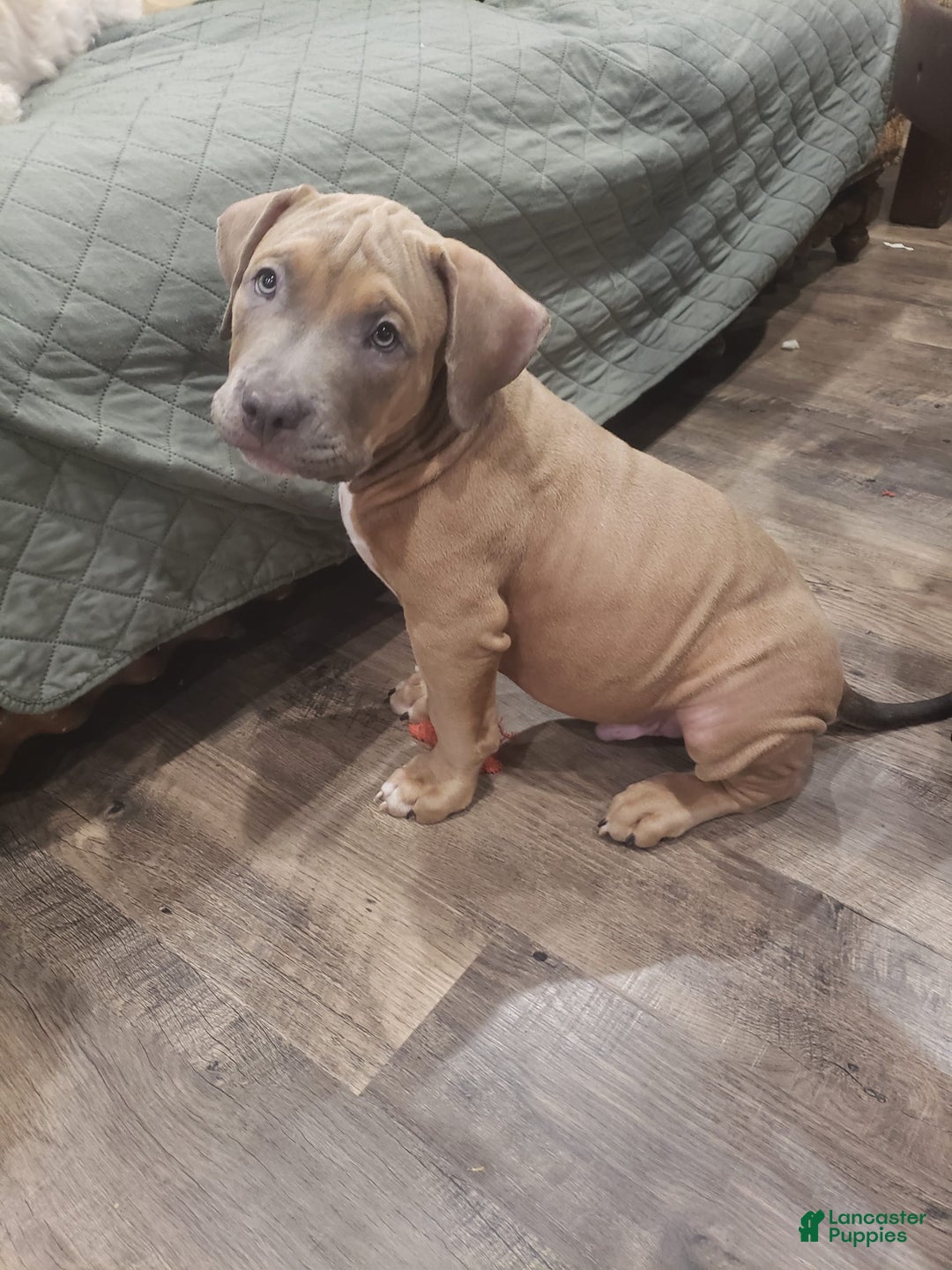 American Bully dogs for sale: Big Hoss - Image 61