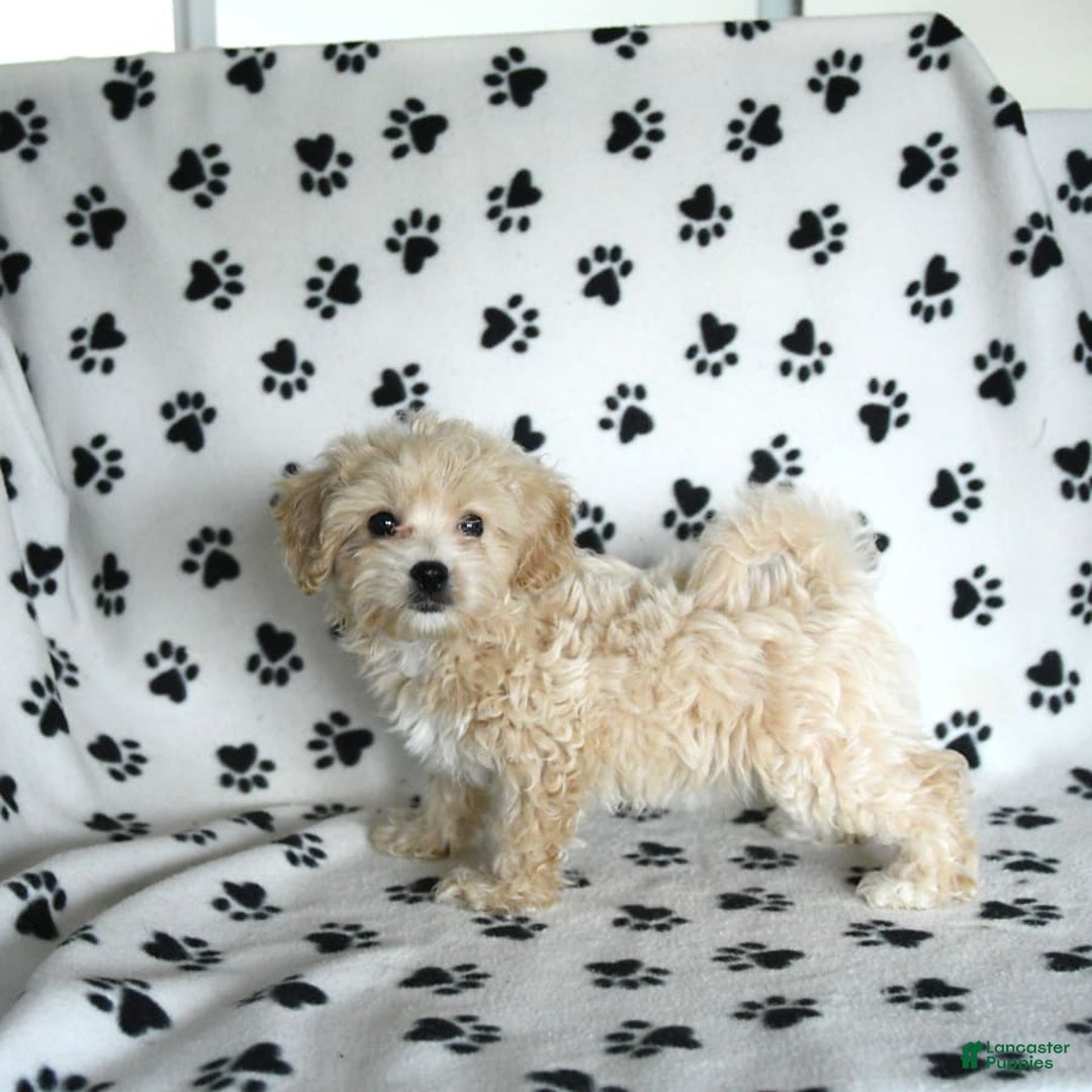 Cavapoo dogs for sale: Ace - Image 18