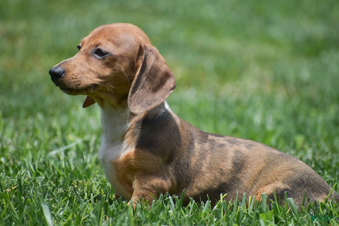 Dachshund dogs for sale: Willow - Image 2