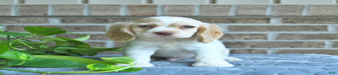 Jargo