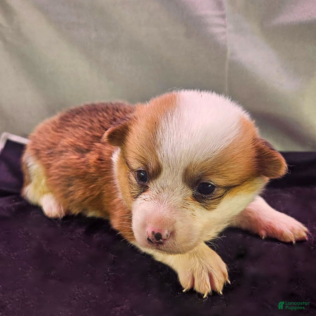 Welsh Corgi Pembroke dogs for sale: Rose - Image 1