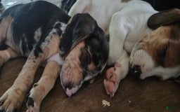 Beagle dogs for sale: Jazmin Aka Jazzy - Image 2