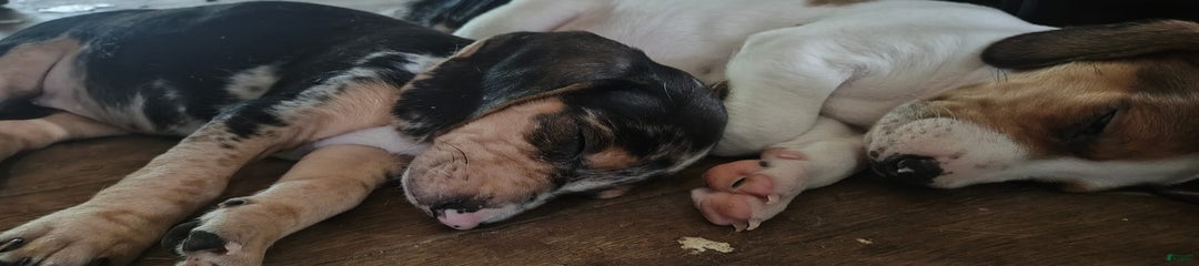 Jazmin Aka Jazzy