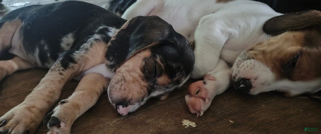 Beagle dogs for sale: Jazmin Aka Jazzy - Image 2
