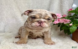 English Bulldog dogs for sale: Mark - Image 4