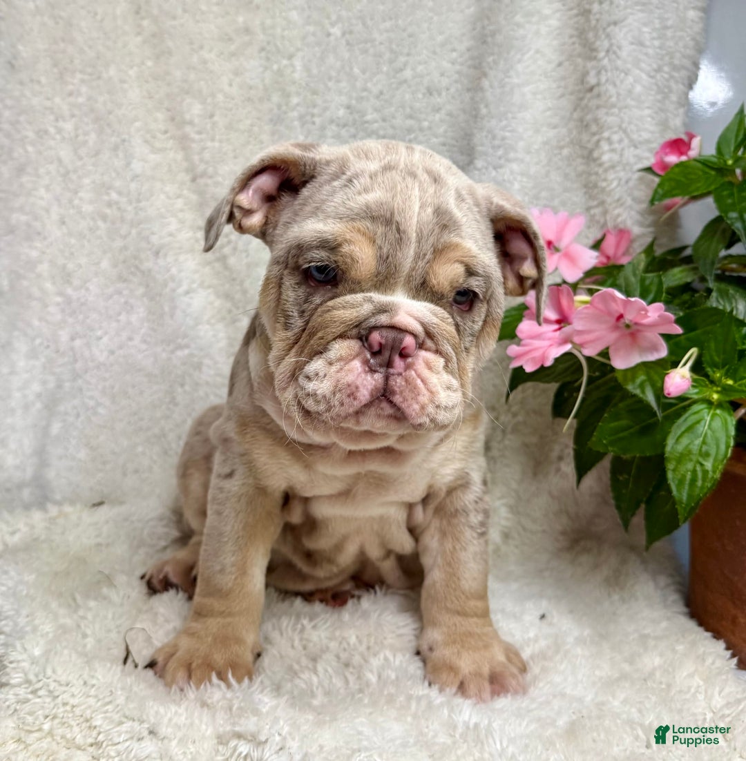 English Bulldog dogs for sale: Mark - Image 4