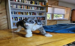 Portuguese Water Dog dogs for sale: Grayson - Image 6