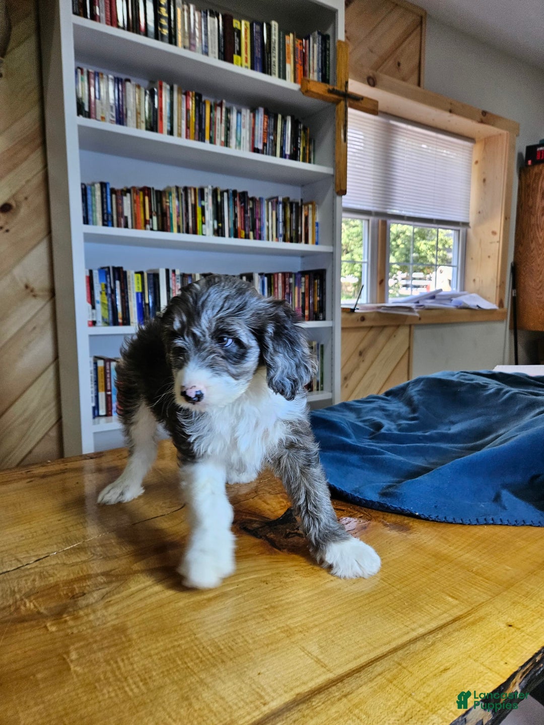 Portuguese Water Dog dogs for sale: Grayson - Image 6