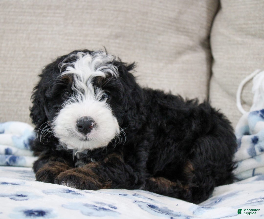 Mini Bernedoodle dogs for sale: Leo - Image 29