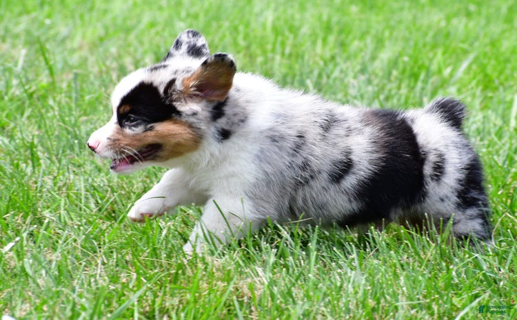 Australian Shepherd dogs for sale - Ad 3