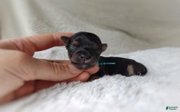 Morkie dogs for sale: "teacup" Cricket - Image 14
