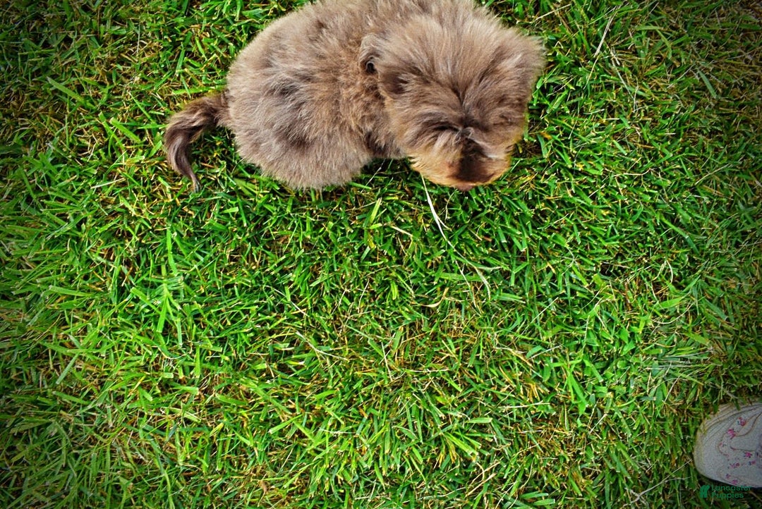 Havapoo dogs for sale: Domino - Image 10