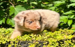 Miniature Australian Shepherd dogs for sale: Louie - Image 4