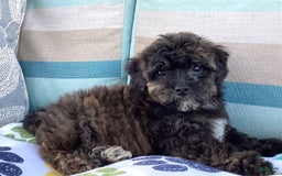 Havapoo dogs for sale: Rocky - Image 5