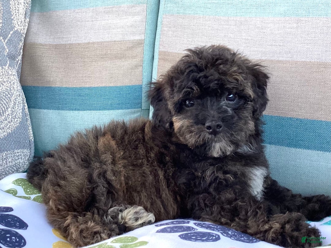 Havapoo dogs for sale: Rocky - Image 5