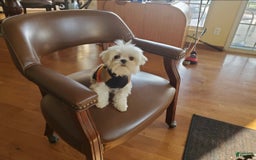 Maltese dogs for sale: Puff - Image 6