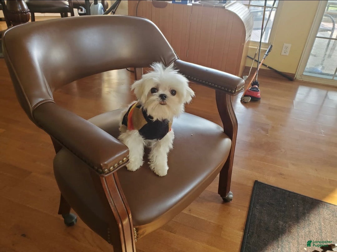 Maltese dogs for sale: Puff - Image 6