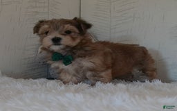 Morkie dogs for sale: Sammie - Image 2