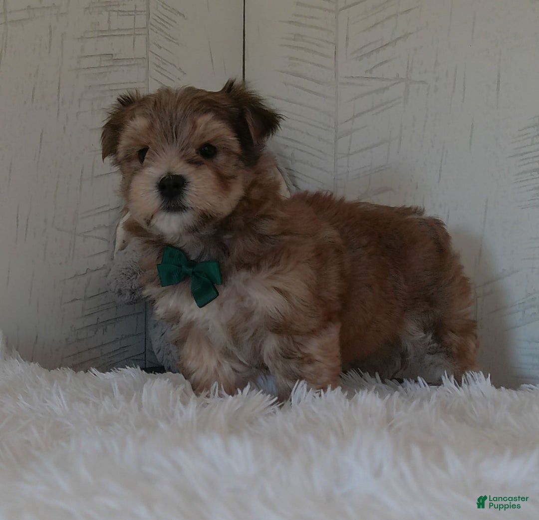 Morkie dogs for sale: Sammie - Image 2