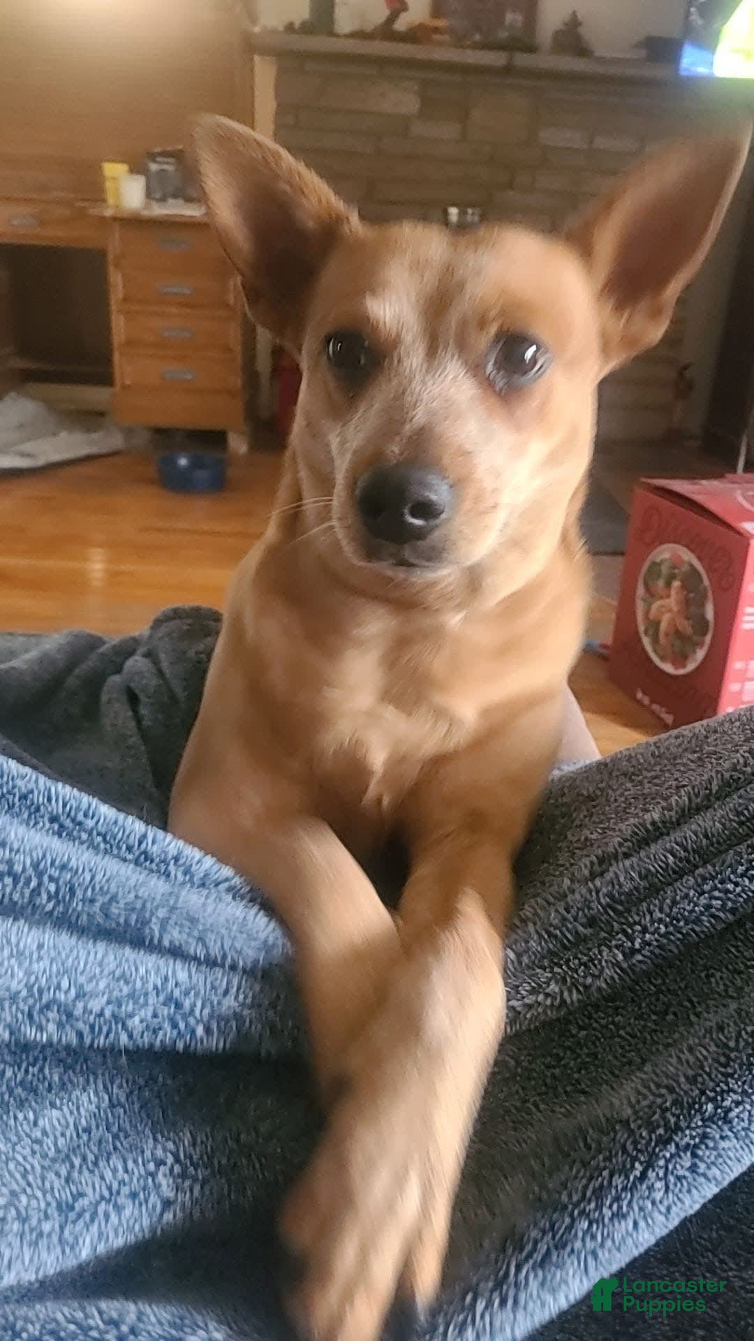 Australian Cattle Dog dogs for sale: Minnie - Image 3