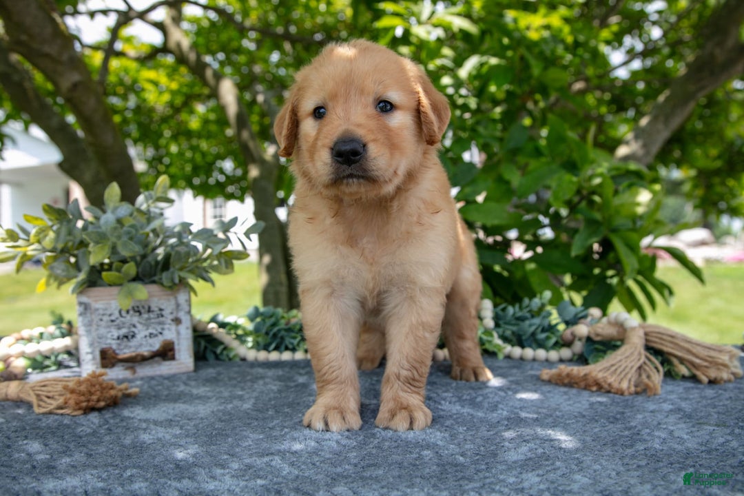 Golden Retriever dogs for sale: Lennon - Image 3