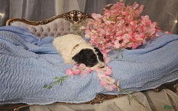 Mini Goldendoodle dogs for sale: Paris - Image 1
