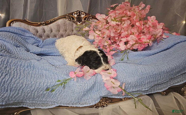 Mini Goldendoodle dogs for sale - Ad 4