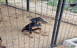 Doberman Pinscher dogs for sale: Rocky - Image 2