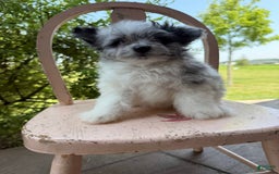 Pomapoo dogs for sale: Maverick - Image 7