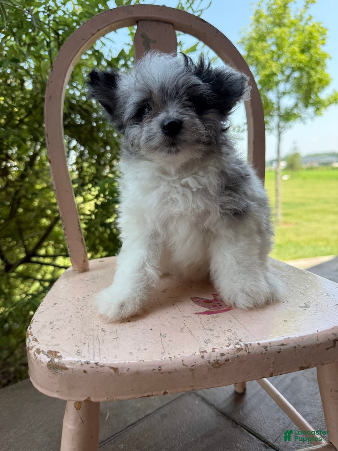 Pomapoo dogs for sale: Maverick - Image 7