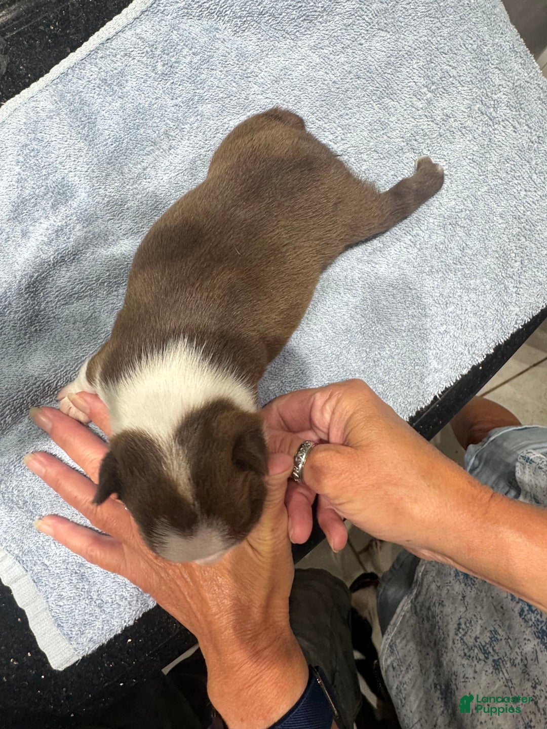 Boston Terrier dogs for sale: Marcy - Image 3