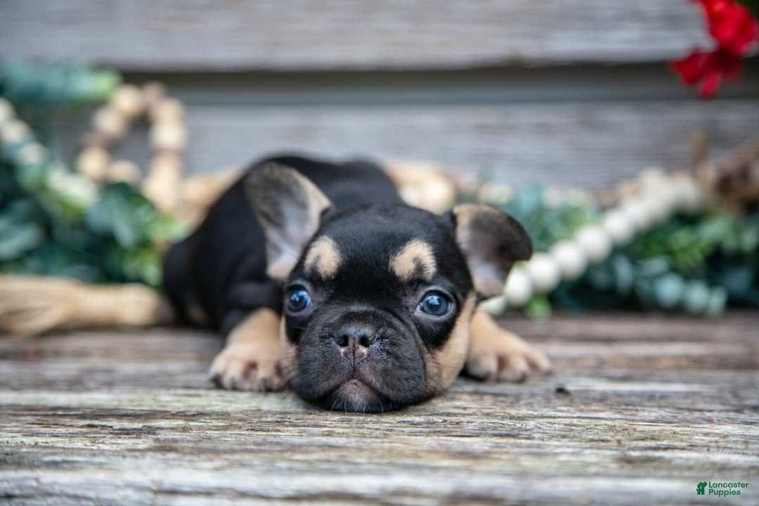 French Bulldog dogs for sale: Lucy - Image 2