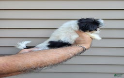 Teddy Bear dogs for sale: Ted - Image 9
