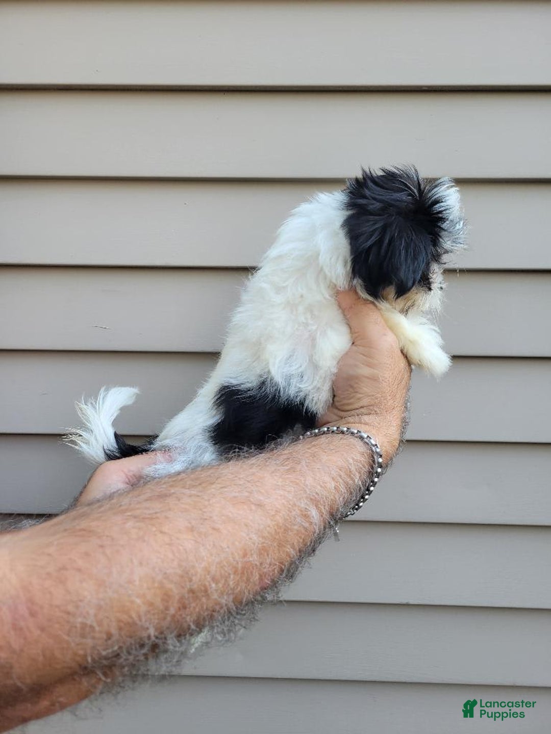 Teddy Bear dogs for sale: Ted - Image 9
