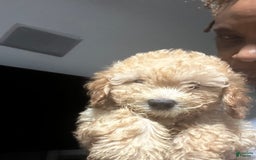 Maltipoo dogs for sale: Louis - Image 1