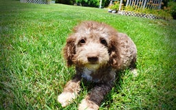 Havapoo dogs for sale: Toto - Image 3
