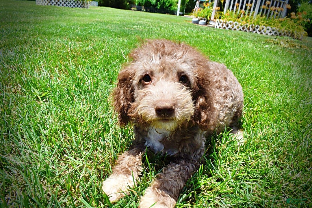 Havapoo dogs for sale: Toto - Image 3