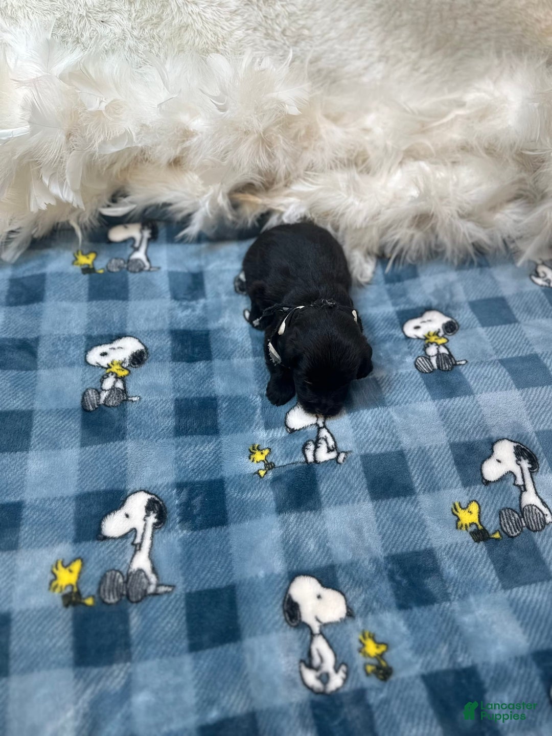 Morkie dogs for sale: Asa - Image 8