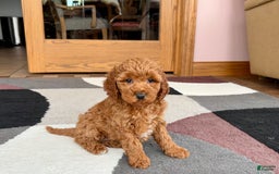 Cavapoo dogs for sale: Kaylee - Image 8