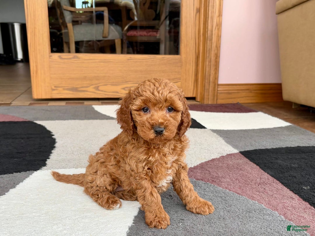 Cavapoo dogs for sale: Kaylee - Image 8