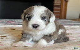 Sheepadoodle dogs for sale: Wilma - Image 7