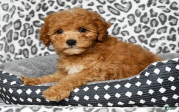 Cockapoo dogs for sale: Douglas - Image 7
