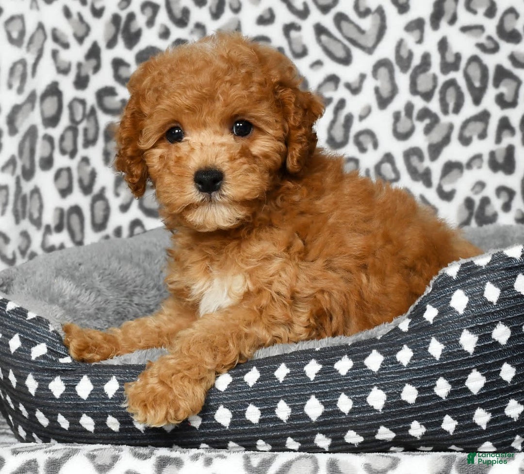 Cockapoo dogs for sale: Douglas - Image 7