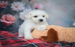 Bichon Frise dogs for sale: Josie - Image 3