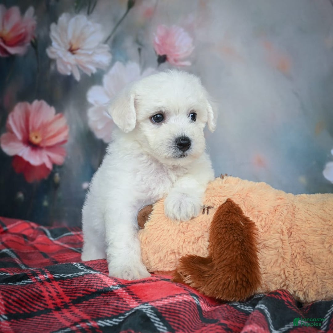 Bichon Frise dogs for sale: Josie - Image 3
