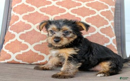 Yorkshire Terrier dogs for sale: Gracie - Image 4